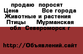 продаю  поросят  › Цена ­ 1 000 - Все города Животные и растения » Птицы   . Мурманская обл.,Североморск г.